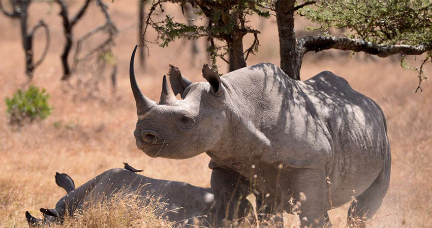 1-day-olpejeta-conservancy-trip-from-nairobi-2