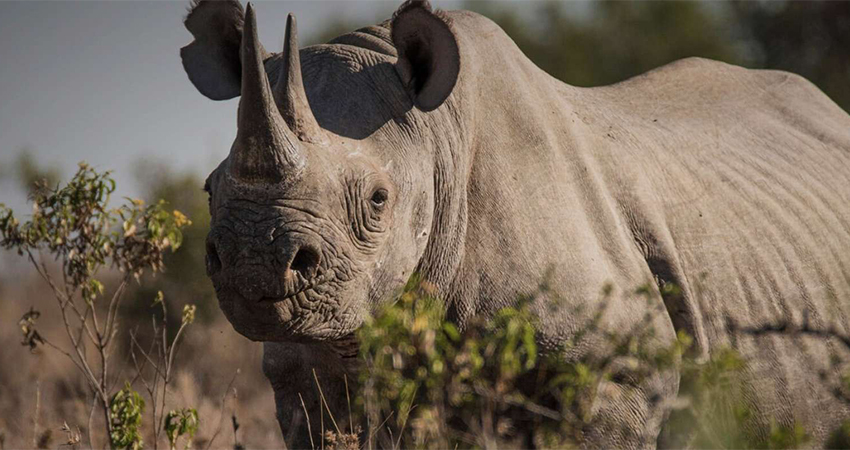 1-day-olpejeta-conservancy-trip-from-nairobi-4