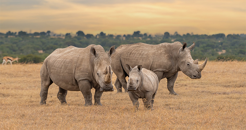 1-day-olpejeta-conservancy-trip-from-nairobi-5