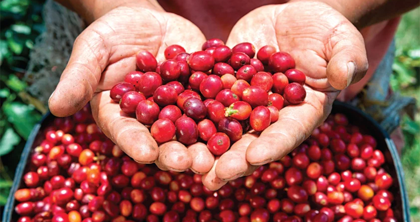 full-day-lake-nakuru-fairview-coffee-estate-tour-kiambu-national-park-4