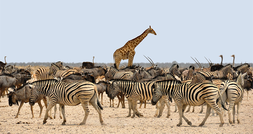 marsabit-national-park-reserve