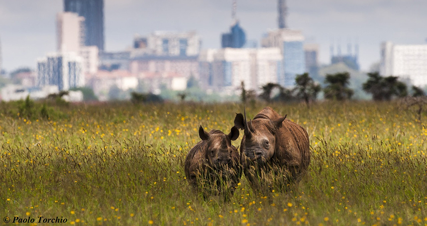 nairobi-national-park-elephant-orphanage-giraffe-centre-kobe-tough-beads-factory-1