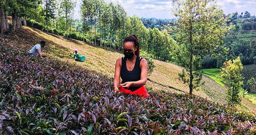 nairobi-tea-farm-private-tours-3
