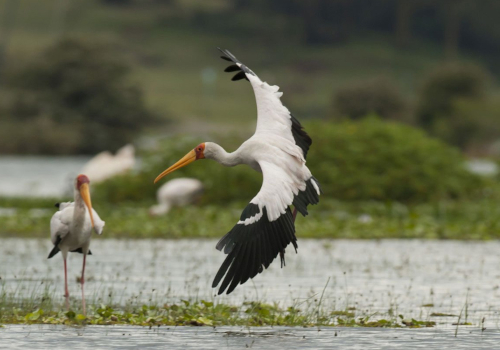 10 Days Best Kenya Safari Adventures 1