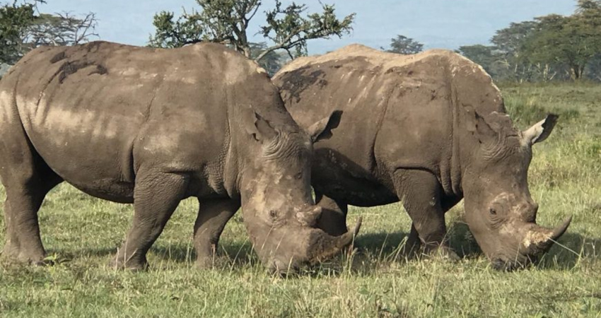 10 Days Best Kenya Safari Adventures