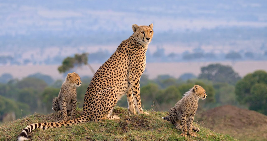 5 Days Masai Mara – Lake Nakuru – Lake Naivasha Safari