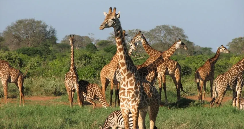 6 Days Amboseli , Aberdares, Lake Nakuru & Masai Mara Safari