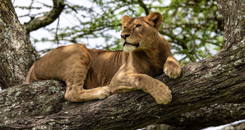 6 days Lake Manyara : Ngorongoro : Serengeti : Tarangire Safaris
