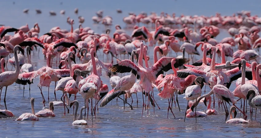 7 Days Lake Nakuru: Masai Mara: Serengeti : Ngorongoro Crater Safari