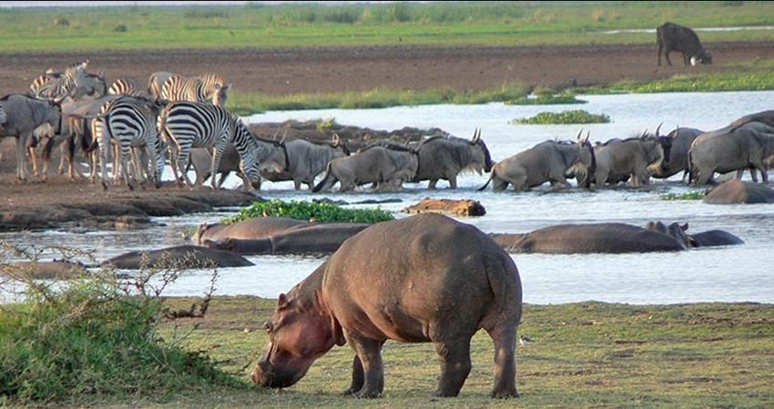 7 days Lake Manyara : Ngorongoro : Serengeti Safaris