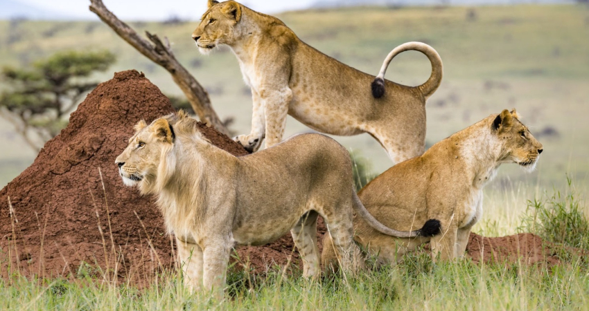 9 Days maasai mara : Lake Manyara : Serengeti : Ngorongoro