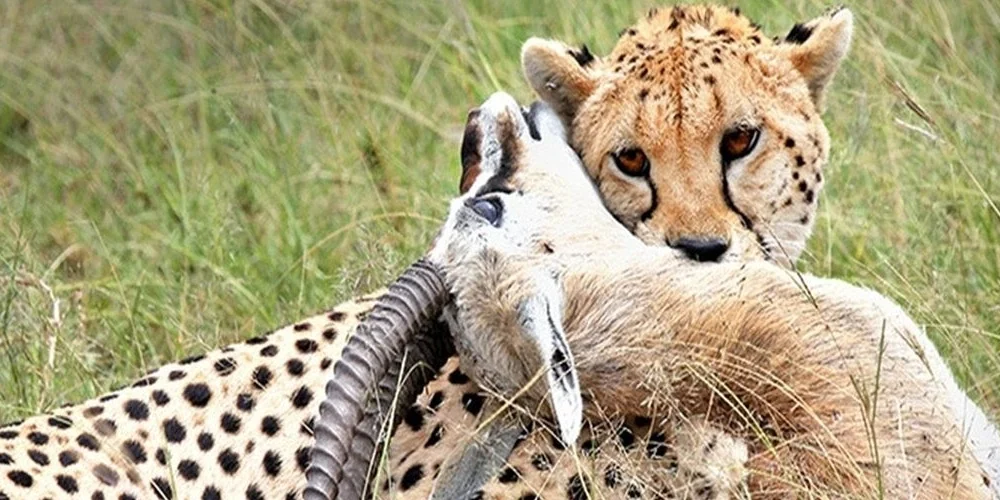 Tsavo West National Park 1