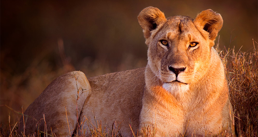 3 Days Queen Elizabeth National Park Safari