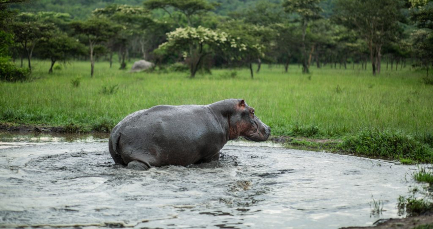 5 Days Lake Mburo & Gorilla Adventure